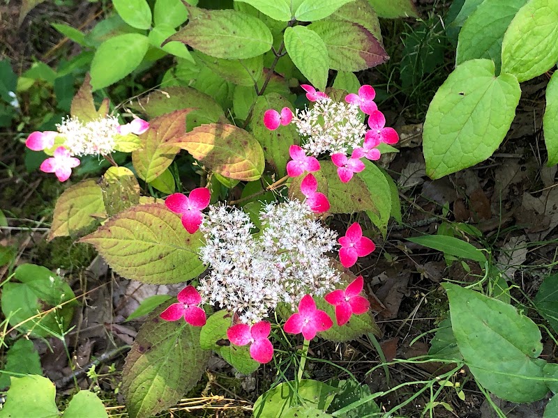 青葉台あじさい公園