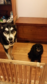 Petletariat Pet Services - Photo 2 - Car repair in Brooklyn, NY, New York