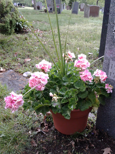 Park «Larz Anderson Park», reviews and photos, 325 Goddard Ave, Brookline, MA 02445, USA