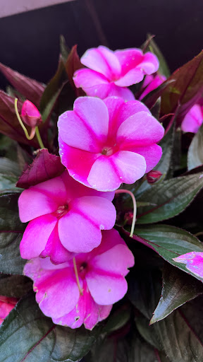 Home Improvement Store «The Home Depot», reviews and photos, 32525 Northwestern Hwy, Farmington Hills, MI 48334, USA