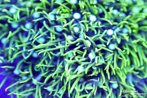 Tropical Fish Store «Salty Fish Aquariums», reviews and photos, 5535 Brewster St, San Antonio, TX 78233, USA