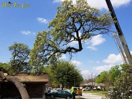 What Is Tree Topping And Why Topping Is Harmful To Trees 3