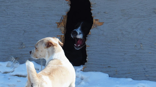 Dog Park «Mt. Airy Dog Park», reviews and photos, 3006 Westwood Northern Blvd, Cincinnati, OH 45211, USA