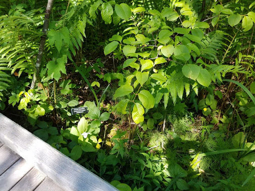 Nature Preserve «Eshqua Bog Natural Area», reviews and photos, Garvin Hill Rd, Woodstock, VT 05091, USA