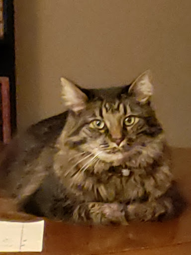 Pet Supply Store «Pet Supplies Plus», reviews and photos, 1268 N Eisenhower Dr, Beckley, WV 25801, USA