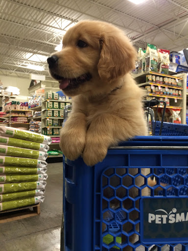Pet Supply Store «PetSmart», reviews and photos, 3780 Riverchase Village #300, Hoover, AL 35244, USA