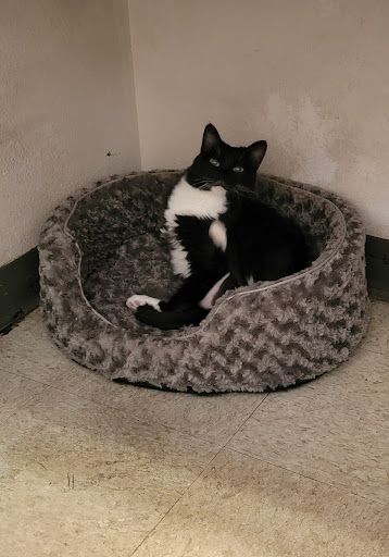Bear Canyon Pet Clinic image