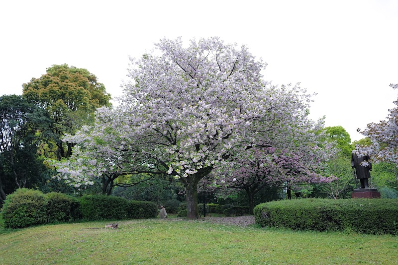 皇居東桜
