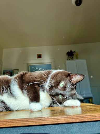 Dairyland Animal Clinic SC image