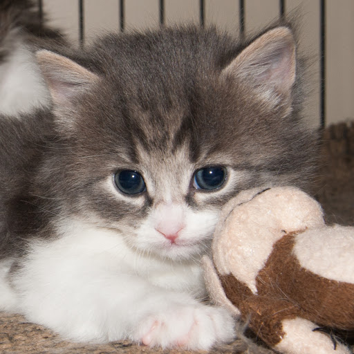 Seacoast Siberian Cats & Kittens