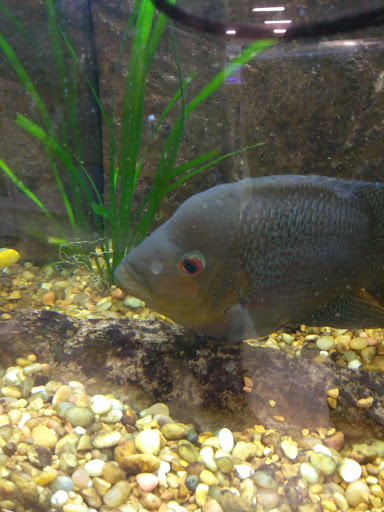 Pet Supply Store «Premier Pet Supply», reviews and photos, 15399 Merriman Rd, Livonia, MI 48154, USA