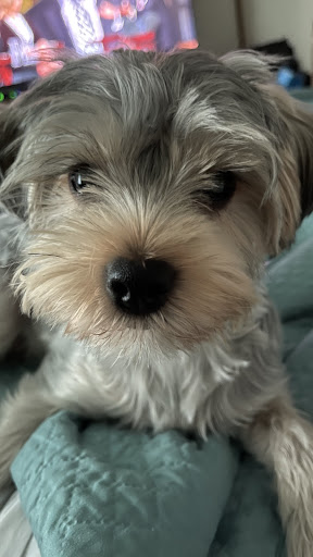 Pet Supply Store «PetSmart», reviews and photos, 40451 Lowes Ave, Gonzales, LA 70737, USA