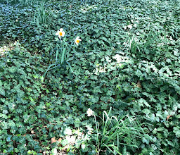 Mannheim gGmbH Park photo