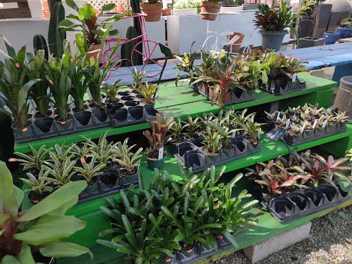 Wholesale Plant Nursery «Galloway Farm Nursery Inc.», reviews and photos, 7790 SW 87th Ave, Miami, FL 33173, USA