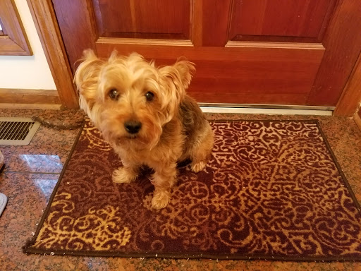 Pet Groomer «Pause 4 Paws Pet Grooming And Hotel», reviews and photos, 3770 W County Line Rd, Douglasville, GA 30135, USA