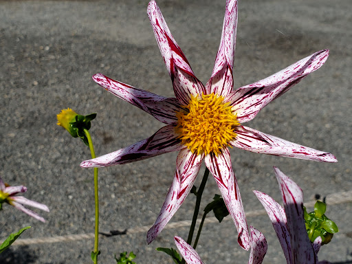 Park «Wilburton Hill Park», reviews and photos, 12400 Main St, Bellevue, WA 98005, USA