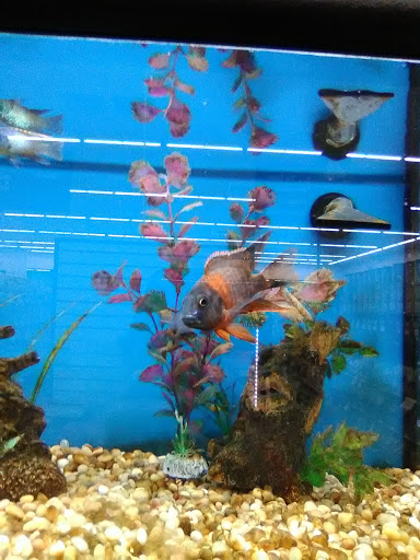 Pet Supply Store «Pet Supplies Plus», reviews and photos, 5418 N Blackstone Ave, Fresno, CA 93710, USA