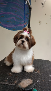 Pet Bubbles - Photo 1 - Car repair in Ponce, Puerto Rico, Ponce