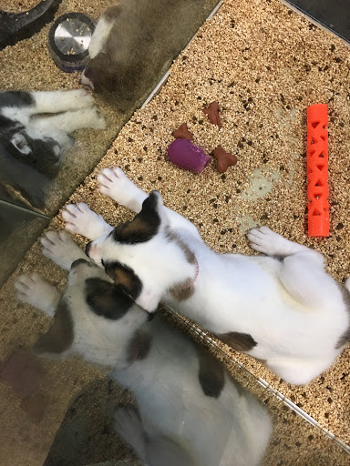 Pet Store «Critter Cabana - Wilsonville», reviews and photos, 8406 SW Main St #200, Wilsonville, OR 97070, USA