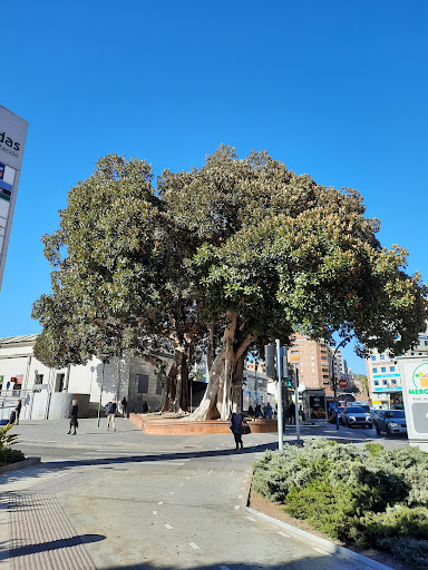 Ficus Centenario