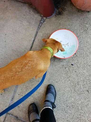 Pet Supply Store «Local Pet», reviews and photos, 415 Gettysburg St #1, Pittsburgh, PA 15206, USA