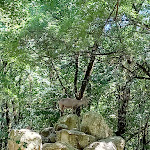 Photo n° 7 de l'avis de Sylvie.e fait le 23/07/2022 à 16:29 pour Zoodyssée à Villiers-en-Bois