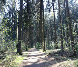 Wildgatter Oberrabenstein photo