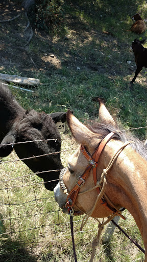 Grocery Store «H-E-B Grocery», reviews and photos, 105 S Boundary St, Burnet, TX 78611, USA