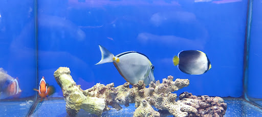 Aquarium Shop «Aquarium Depot», reviews and photos, 11762 SW 88th St, Miami, FL 33186, USA