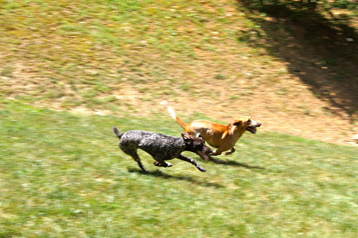 Pet Boarding Service «About Pets Center», reviews and photos, 1604 Conehurst Blvd, Salem, VA 24153, USA