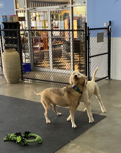 Pet Groomer «The Pet Set - Buckhead», reviews and photos, 2480 Briarcliff Rd NE #3, Atlanta, GA 30329, USA