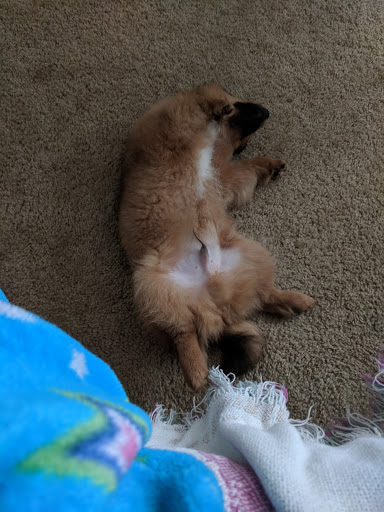 Pet Supply Store «Pet Supplies Plus», reviews and photos, 5230 S Westnedge Ave, Portage, MI 49002, USA