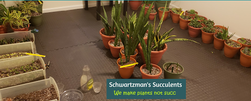 Schwartzman's Succulents