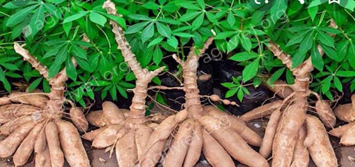 Top 3 cửa hàng bkav Huyện Tân Châu Tây Ninh 2022