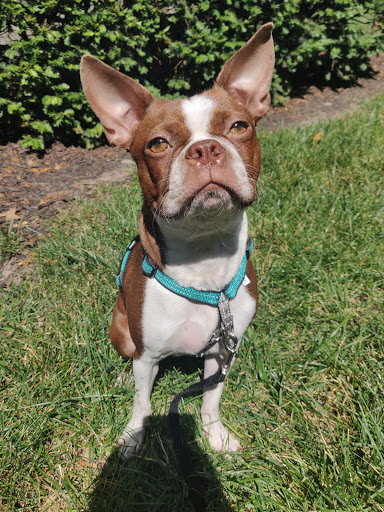 Pet Supply Store «PetSmart», reviews and photos, 11501 Metcalf Ave, Overland Park, KS 66210, USA