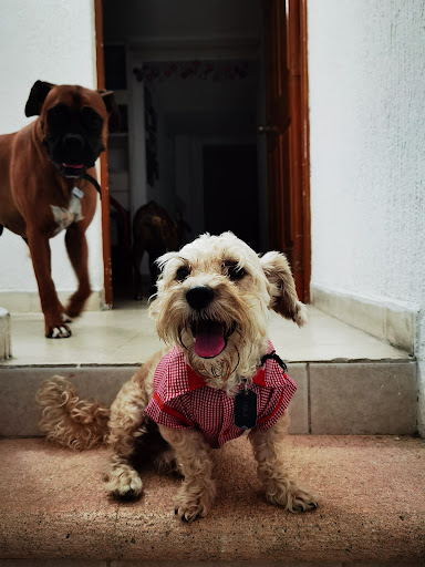 Hospital Veterinario San Andrés