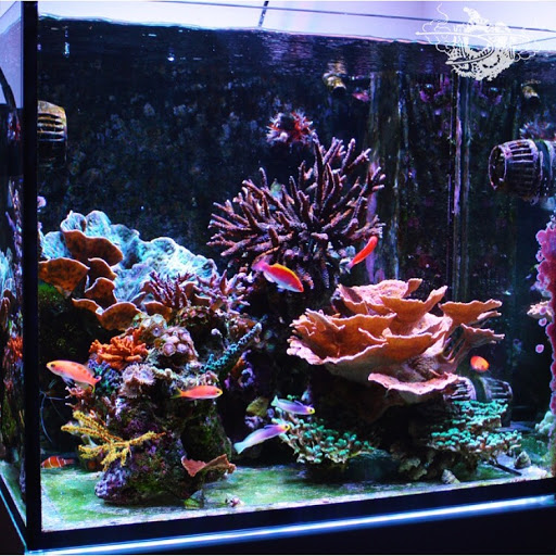 Tropical Fish Store «Advanced Marine Aquatics», reviews and photos, 1083 Willis Ave, Albertson, NY 11507, USA