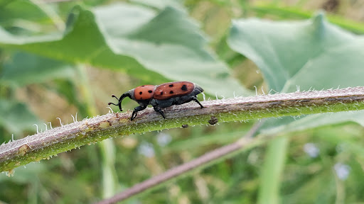 Animal Shelter «SPCA of Brazoria County», reviews and photos