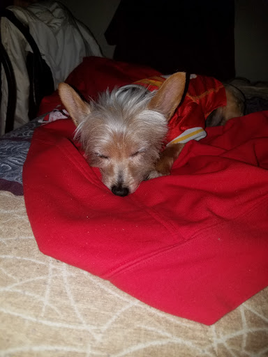 Pet Supply Store «Petco Animal Supplies», reviews and photos, 438 Southbridge St, Auburn, MA 01501, USA