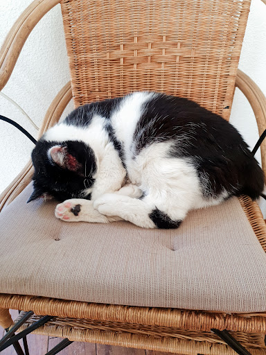 Wolfgang Wettengl veterinarian unter Wenden, Nordrhein-Westfalen