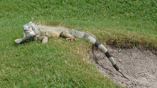 Golf Course «Jacaranda Golf Club», reviews and photos, 9200 W Broward Blvd, Plantation, FL 33324, USA