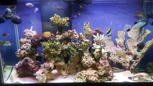 Tropical Fish Store «Aquarium Design Network», reviews and photos, 296 E Jericho Turnpike, Huntington Station, NY 11746, USA