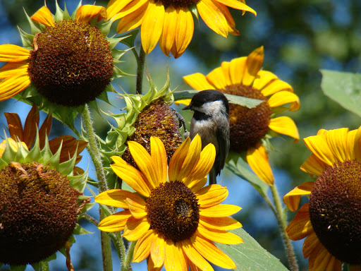 Southlands Heritage Farm