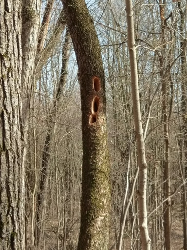 Nature Preserve «Eliason Nature Reserve», reviews and photos, 9501 Shaver Rd, Portage, MI 49024, USA