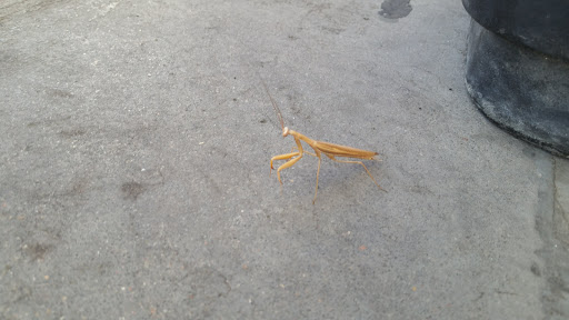 Park «City of Cuernavaca Park», reviews and photos, 3500 Rockmont Dr, Denver, CO 80202, USA