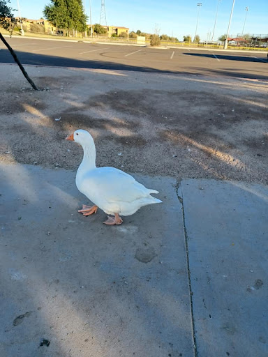 Park «Friendship Park», reviews and photos, 12325 W McDowell Rd, Avondale, AZ 85323, USA