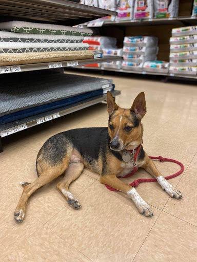 Pet Supply Store «Petco Animal Supplies», reviews and photos, 4226 Veterans Memorial Dr, Batavia, NY 14020, USA