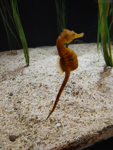 Amusement Park «The Pavilion Park», reviews and photos, 1171 Celebrity Cir, Myrtle Beach, SC 29577, USA