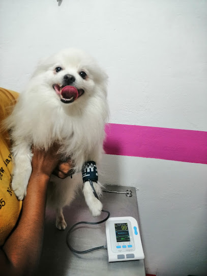 veterinaria clinic pets
