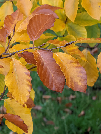 Park «Berrydale Park», reviews and photos, SE Taylor St, Portland, OR 97216, USA